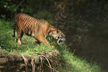 Side view of a Sumatran tiger standing observing its surroundings in the grass
