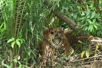a pair of Sumatran tigers can be seen playing together in the thicket