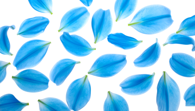 Close-up of vibrant blue flower petals scattered across a clean white background, offering a delicate and airy aesthetic