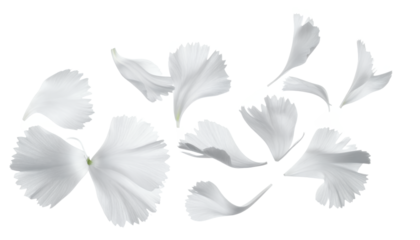 Scattered white flower petals gently floating and drifting across a clean white background, creating an ethereal and delicate aesthetic