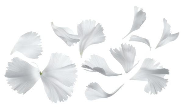 Scattered white flower petals gently floating and drifting across a clean white background, creating an ethereal and delicate aesthetic