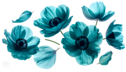 Turquoise anemone flowers with delicate petals scattered against a pure white background, creating a dreamy and ethereal floral display
