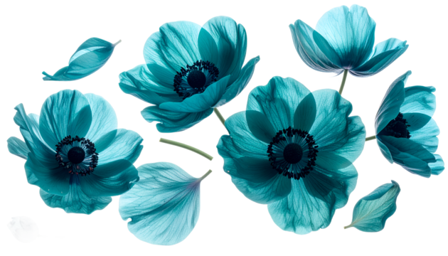 Turquoise anemone flowers with delicate petals scattered against a pure white background, creating a dreamy and ethereal floral display