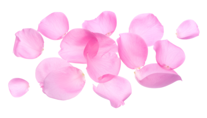 Delicate pink rose petals scattered across a clean white background, creating a soft and romantic aesthetic