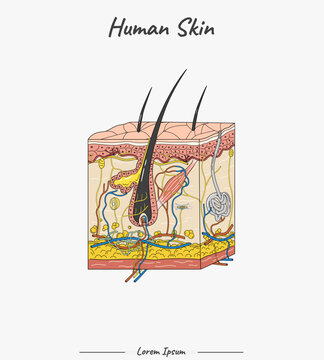 Anatomy of Hair Follicle and Sebaceous Gland with Blood Supply and Nerves