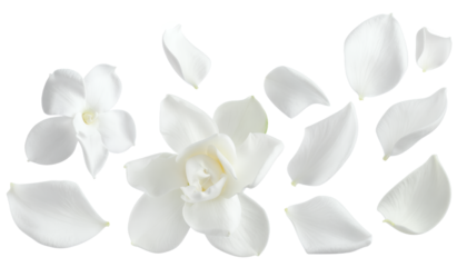 Delicate white gardenia flower petals scattered with a blooming gardenia blossom on a clean white background, representing purity and elegance