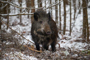 Wild boar in the forest in winter. Portrait of a wild boar.