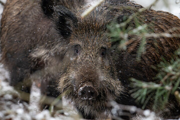 Wild boar in the forest in winter. Portrait of a wild boar.