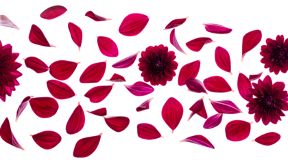 Abstract pattern of crimson flower petals scattered across a clean white background, creating a vibrant and dynamic visual