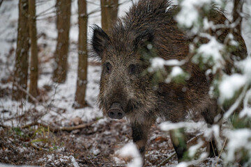 Wild boar in the forest in winter. Portrait of a wild boar.
