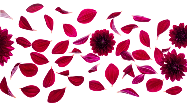 Abstract pattern of crimson flower petals scattered across a clean white background, creating a vibrant and dynamic visual