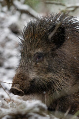 Wild boar in the forest in winter. Portrait of a wild boar.
