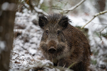 Wild boar in the forest in winter. Portrait of a wild boar.
