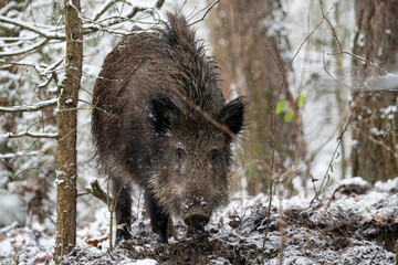 Wild boar in the forest in winter. Portrait of a wild boar.