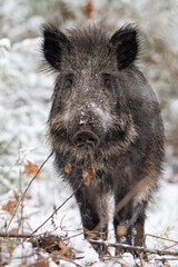 Wild boar in the forest in winter. Portrait of a wild boar.