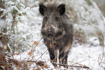 Wild boar in the forest in winter. Portrait of a wild boar.