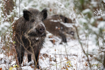 Wild boar in the forest in winter. Portrait of a wild boar.