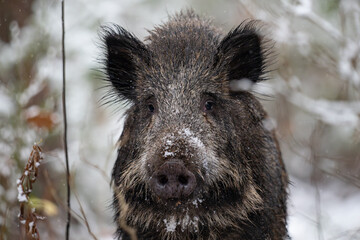 Wild boar in the forest in winter. Portrait of a wild boar.