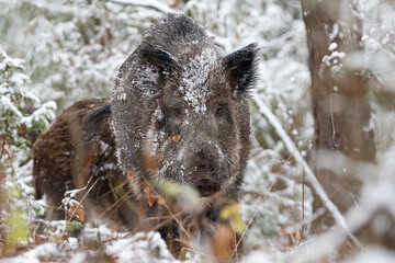 Wild boar in the forest in winter. Portrait of a wild boar.