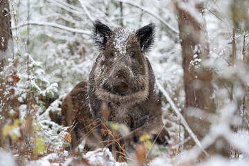Wild boar in the forest in winter. Portrait of a wild boar.