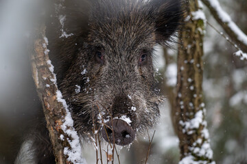 Wild boar in the forest in winter. Portrait of a wild boar.