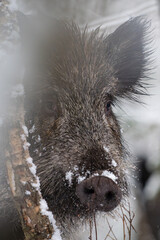 Wild boar in the forest in winter. Portrait of a wild boar.