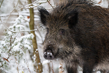 Wild boar in the forest in winter. Portrait of a wild boar.