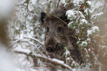 Wild boar in the forest in winter. Portrait of a wild boar.
