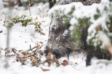 Wild boar in the forest in winter. Portrait of a wild boar.