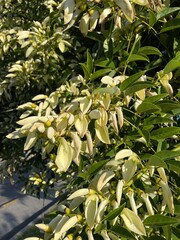 Flores del Ceibo blanco