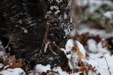Wild boar in the forest in winter. Portrait of a wild boar.