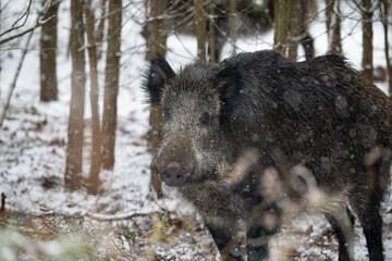 Wild boar in the forest in winter. Portrait of a wild boar.