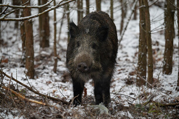 Wild boar in the forest in winter. Portrait of a wild boar.