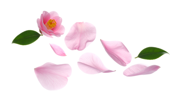 Delicate Pink Camellia Petals Floating in a Softly Lit Environment, Evoking Elegance and Serenity