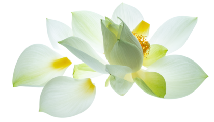 Delicate white lotus flower with petals scattered around, symbolizing purity and enlightenment in a serene arrangement