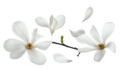 Elegant white magnolia blooms in full splendor with gracefully falling petals, evoking a sense of calm beauty and the gentle arrival of spring, isolated on a clean background