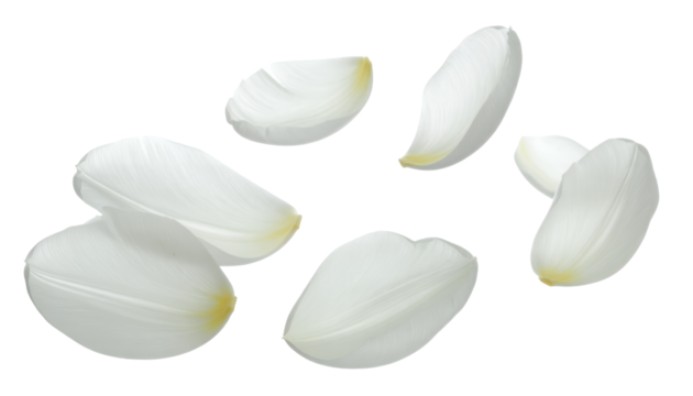 Fresh white onion petals scattered naturally, highlighting their crisp texture and translucent qualities with delicate yellow bases, perfect for culinary ingredient designs