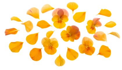 An assortment of bright orange flower petals and pansies scattered against a pure white background, creating a vibrant and delicate pattern