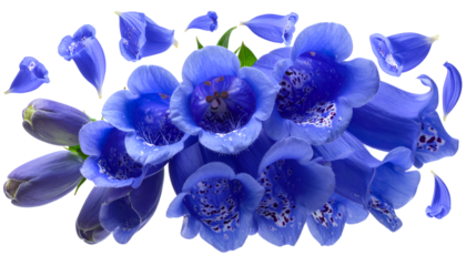A striking cluster of vivid blue foxglove flowers with delicate petals scattered around, showcasing their intricate spotted interiors and trumpet-like shapes, set against a clean white background