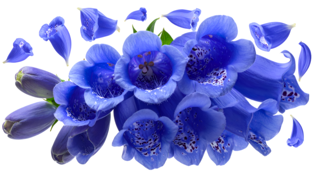 A striking cluster of vivid blue foxglove flowers with delicate petals scattered around, showcasing their intricate spotted interiors and trumpet-like shapes, set against a clean white background