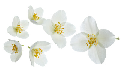 Obraz premium Delicate white jasmine flowers with vibrant yellow centers, elegantly scattered on a clean background, highlighting their natural beauty, sweet fragrance, and symbolic purity