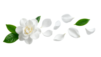 Elegant white gardenia flower with vibrant green leaves and delicate scattered petals, beautifully composed on a pristine white background, symbolizing purity and natural grace