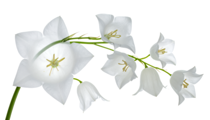 Elegant white bellflowers in bloom, showcasing delicate trumpet-shaped petals and graceful form, embodying pure botanical beauty and serene natural charm