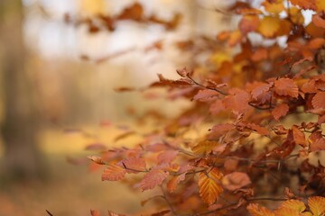 Beautiful tree with autumn leaves in park, closeup. Space for text