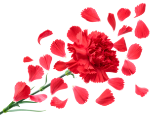 A vibrant red carnation flower with petals scattering outwards on a white background, representing beauty and celebration
