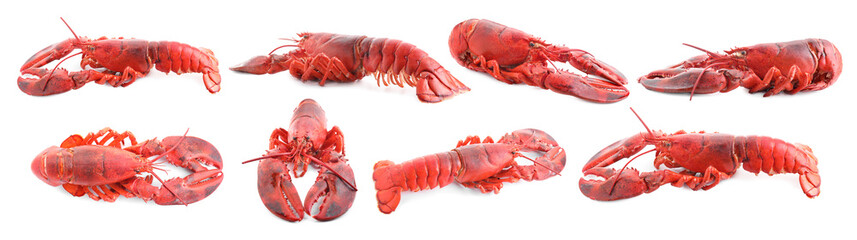 Set of lobsters isolated on white, top view
