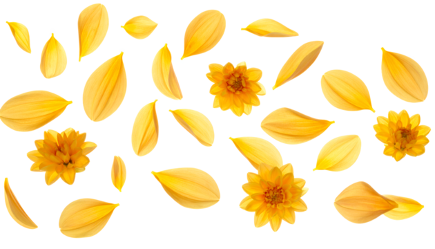 Vibrant golden yellow flower petals and delicate small blossoms gracefully scattered across a clean white background, creating a bright and fresh natural arrangement