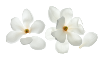 Serene Beauty White Magnolia Blossoms on Transparent Background
