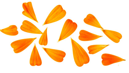 A scatter of delicate, bright orange marigold petals artfully arranged on a clean white background, creating a vibrant, natural display