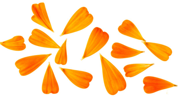 A scatter of delicate, bright orange marigold petals artfully arranged on a clean white background, creating a vibrant, natural display